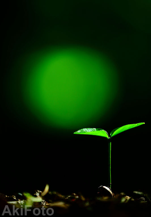 「悠久」　－メッセージ－